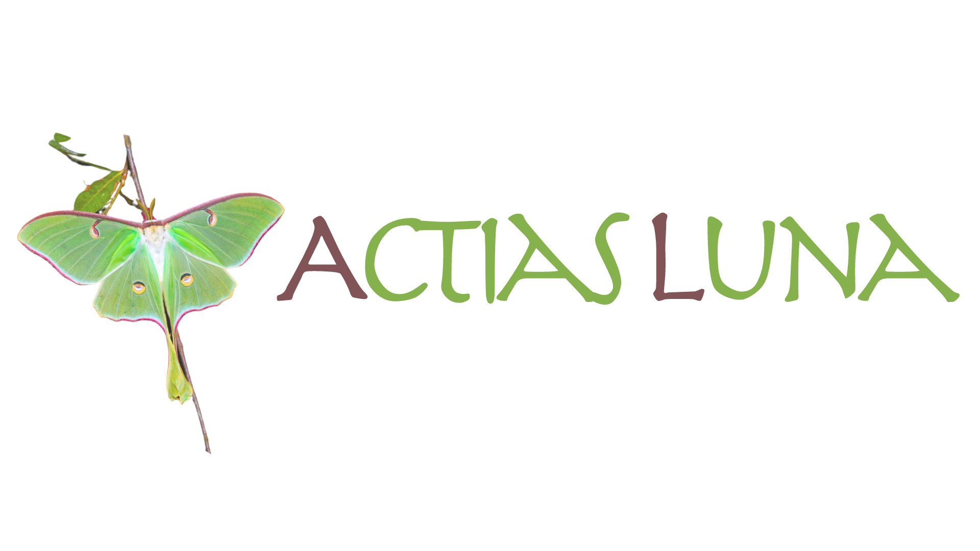 Actias Luna asbl
